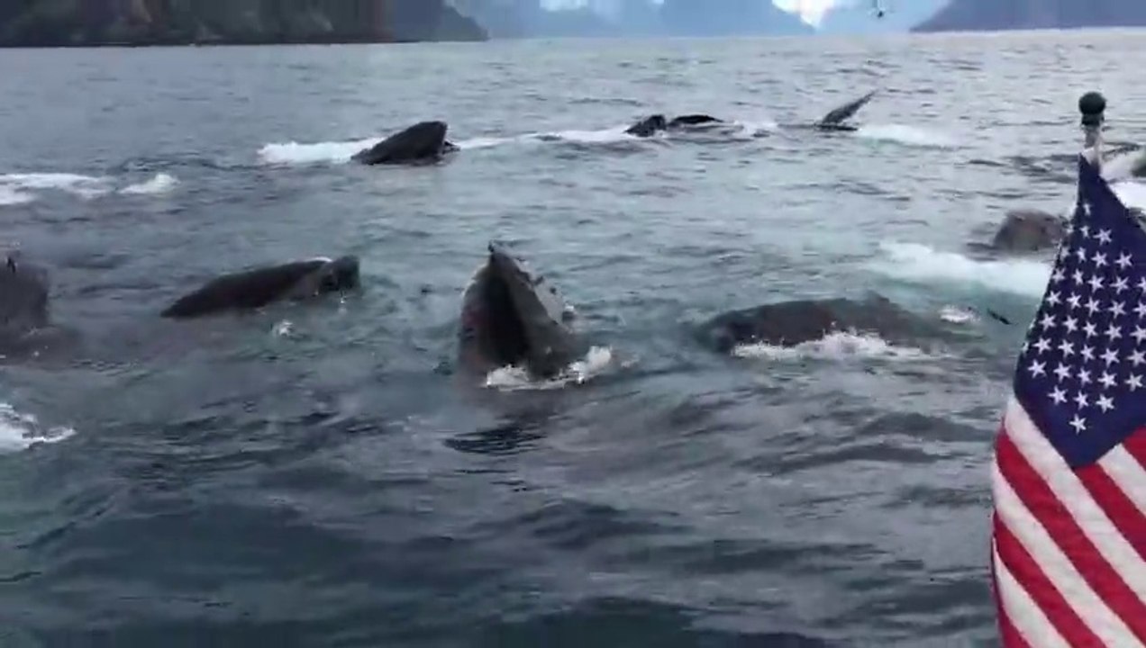 Quand tu tombes nez à nez avec un banc de baleine qui chassent