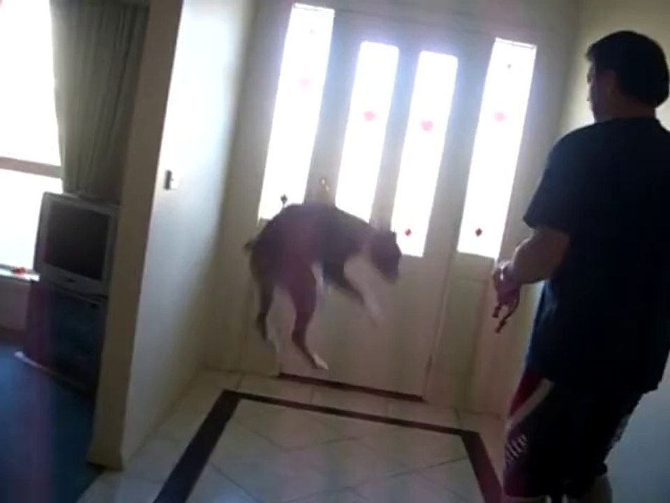 Ce chien apprend que c'est l'heure de la promenade et va devenir FOU