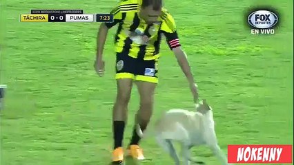 Un chien s'incruste en plein match de football sur le terrain