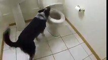 Ce chien fait caca dans les toilettes et tire meme la chasse