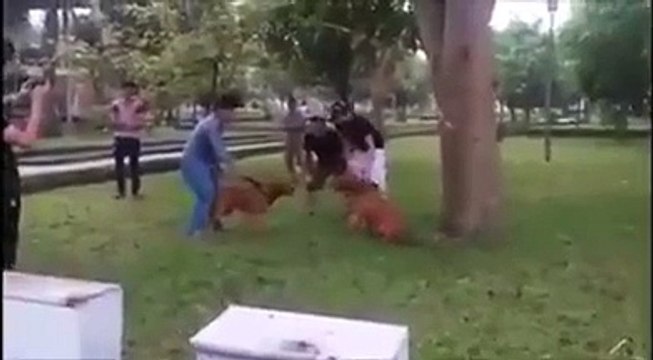 2 chiens de combats pret à s'attaquer vont finalement... ne pas s'attaquer! Ahahah