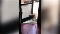 Solidarité entre chiens : l'un ouvre la porte pour l'autre