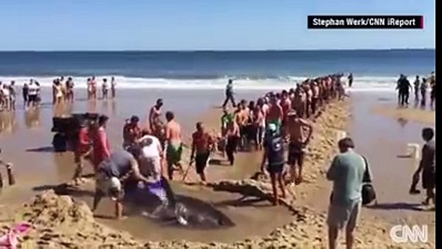 Héroïque : des baigneurs sauvent un grand requin blanc échoué