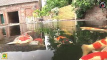 Un bassin a koi Normand