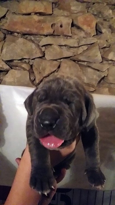 Male bleu collier blanc à 9 jours. Disponible à la réservation