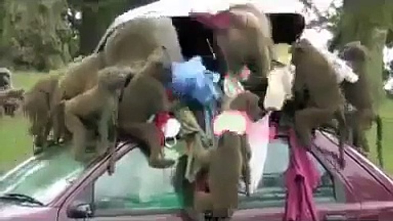 Monkey attack tourists car