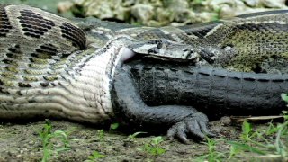 Shocking Animal Attack - Python Eats Alligator 02, Time Lapse Speed x6