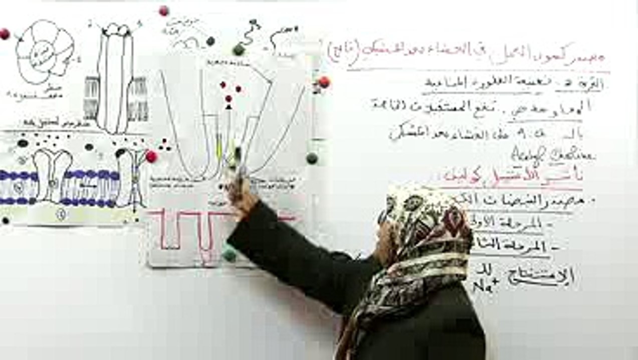 آلية نقل المشبكي 2