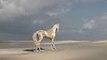 Akhal-Teke the most Beautiful stallion -horse in the World 2016