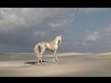Akhal-Teke the most Beautiful stallion -horse in the World 2016