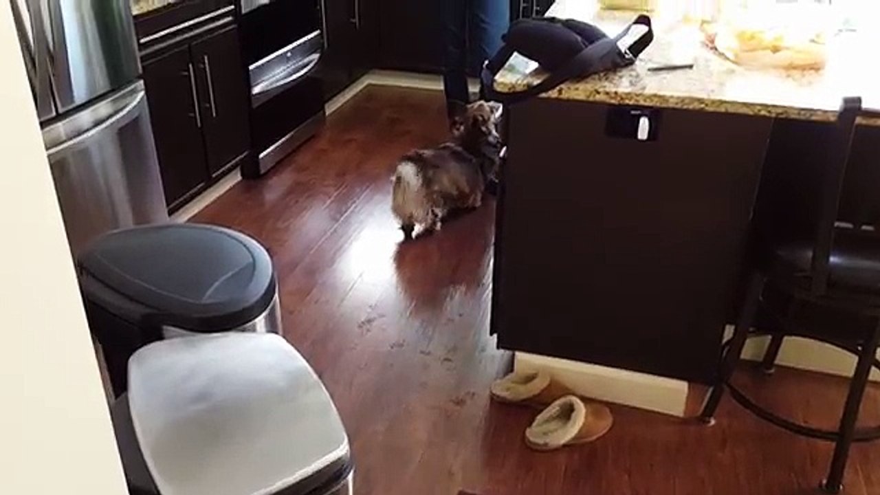 Il Padrone Dice La Parola 'DOCCIA'...e il Suo Cane Cosa Fa!? ESILARANTE