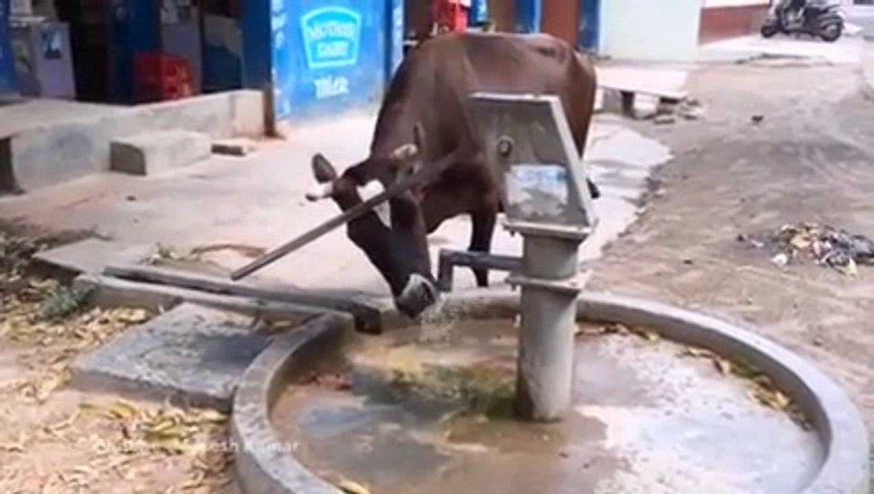 pas si bête...