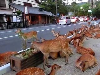 Horde of deer occupying the road at Nara.