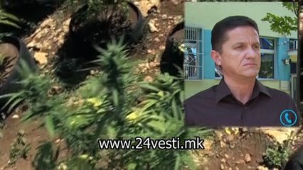 MAJA TETOVO MARIHUANA   10 07