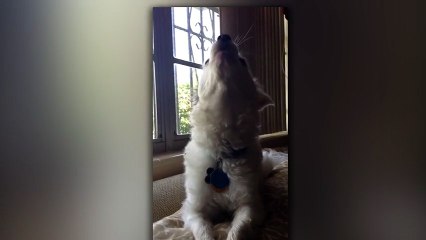 Talented Dog Loves To Sing