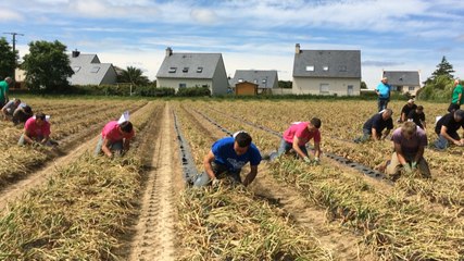 Qui est le meilleur arracheur d'échalotes du monde ?