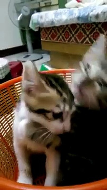 Ce chaton prend un bain !