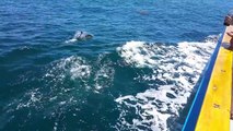 Common Dolphins off side of Dana Pride whale watching boat July 2016