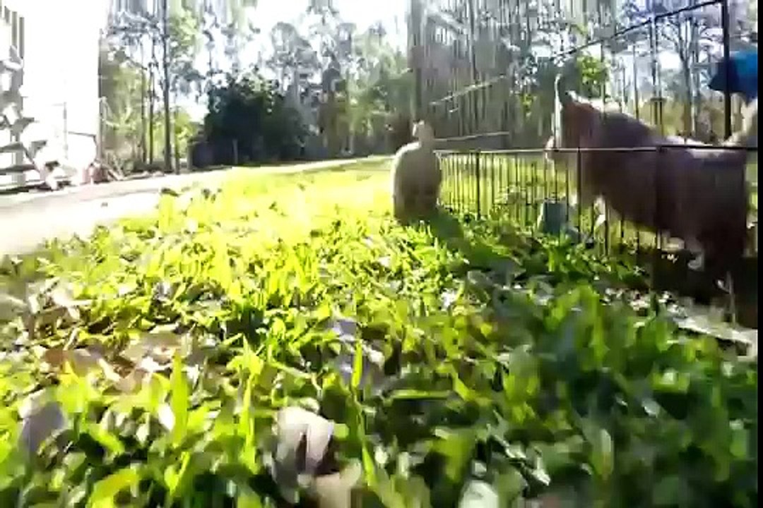 Cutest Corgi Puppies Compilation 2016 | Puppies | Cute Baby Dog Breeds