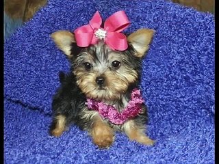 25 Most Cutest Dog Puppies In The World Compilation 2014 | Adorable | MUST WATCH