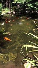 feeding the koi fish