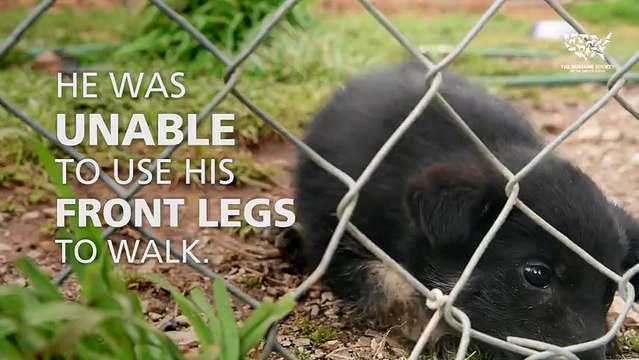 Puppy rescued from miserable puppy mill learns how to walk again