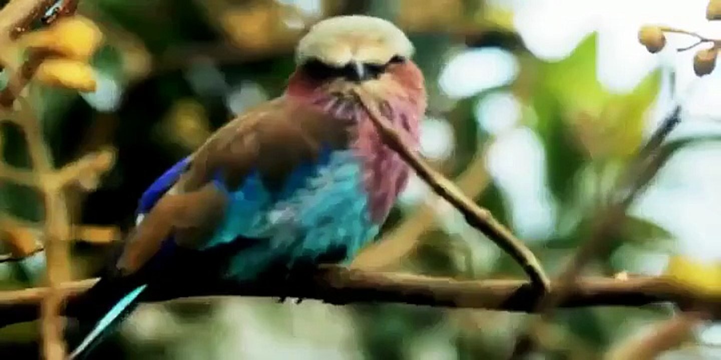 Covo