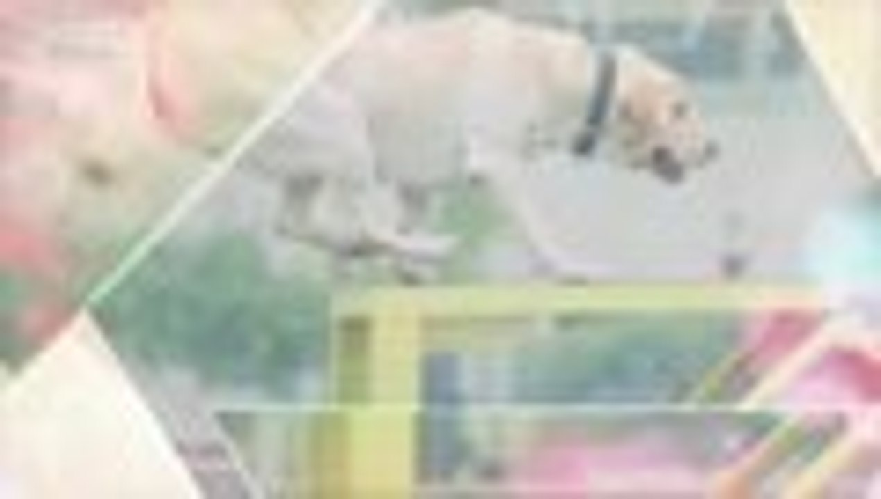 【HD】2016警花与警犬第七集 公安刑警 于和伟、侯梦莎、黄梦莹主演