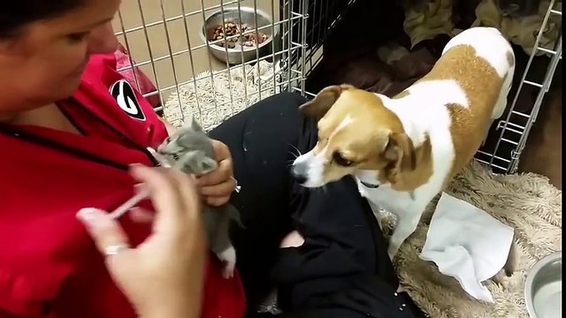 Cette maman chien halète des bébés chats pour les sauver de la mort !