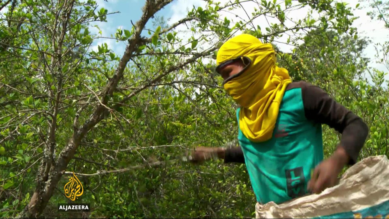 Colombia and FARC rebels launch a joint anti-drug initiative