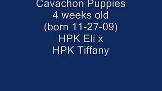 Tiffany's Cavachon Puppies (born 11-27-09)