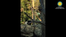 Bei Bei Climbs a Tree