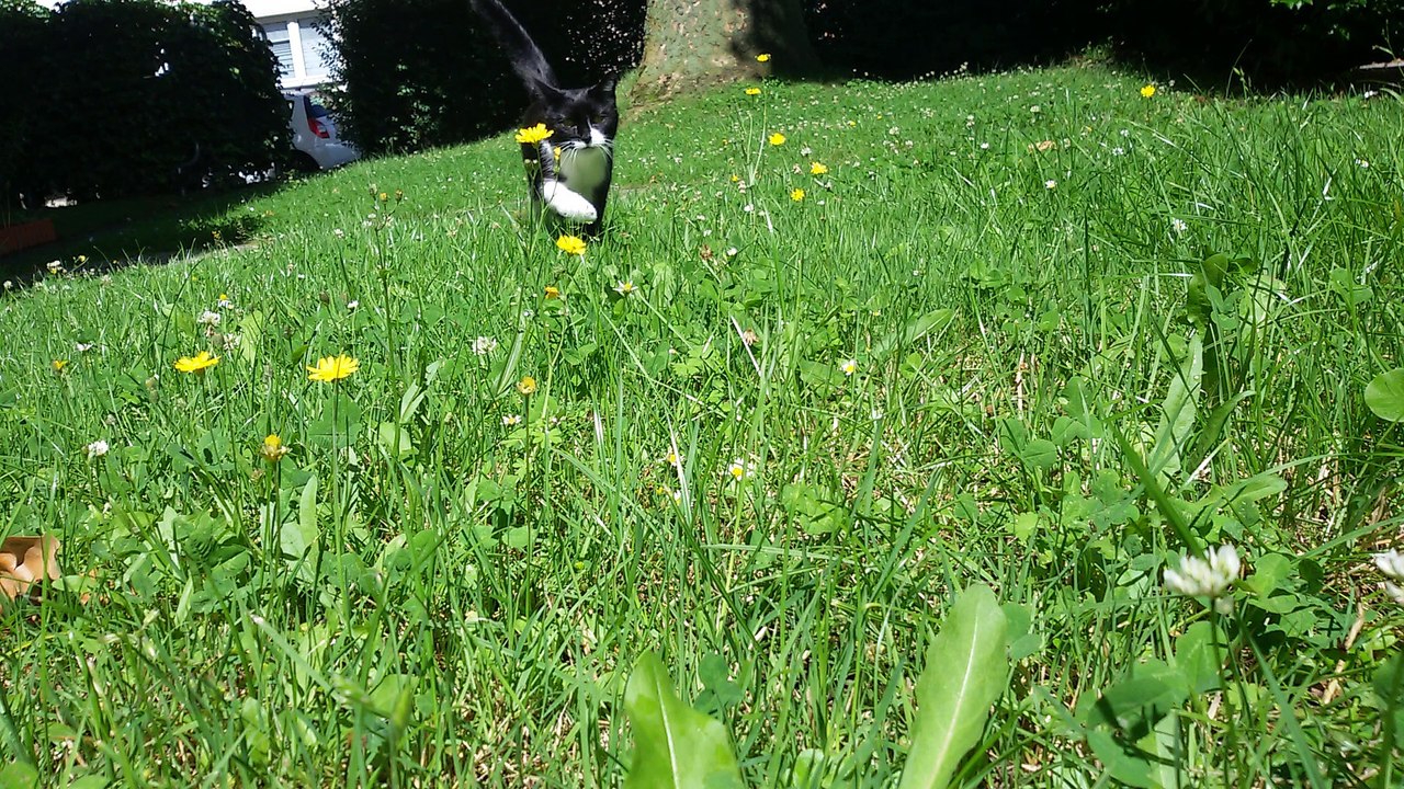 Minnie