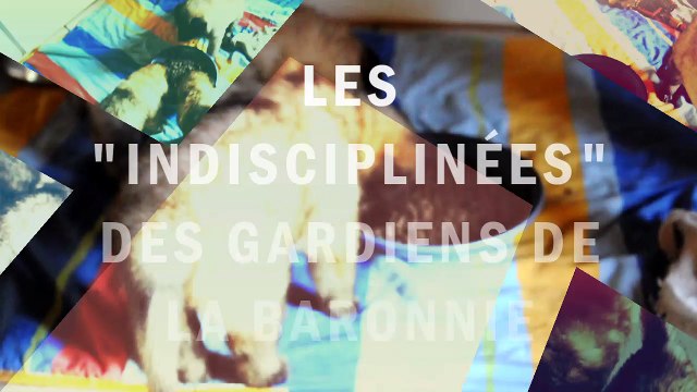 Chiots bergers belges Tervueren - 4 semaines