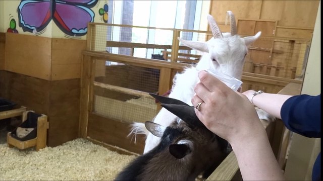 Козел попрошайка