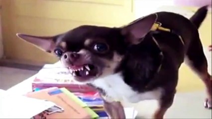 【 ZAPPING 23 】 Buzz, Zap & Vidéo Choc n°23 ► Youclip.fr