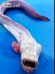 loài cá hung dữ và kì kì lạ nhất thế giới