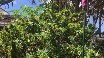 Lets talk weed yo. Hawaii honolulu Pakalolo growing outdoors in paradise.
