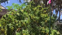 Lets talk weed yo. Hawaii honolulu Pakalolo growing outdoors in paradise.