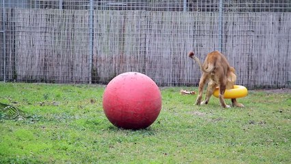 A Lion And His New Toy-Trendviralvideos