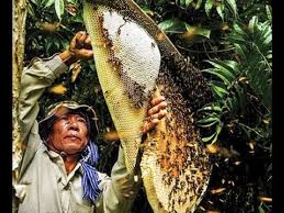 macro catch bees world's most dangerous | cận cảnh bắt loài ong nguy hiểm nhất thế giơi