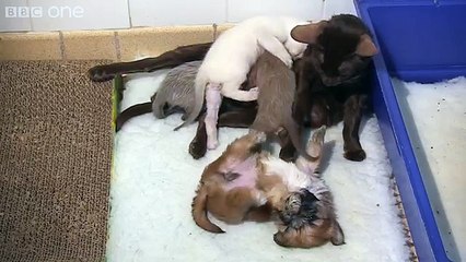 Un Cagnolino Orfano E Una Gatta Neo-mamma: Ciò Che Fanno Supera Le Leggi Della Natura