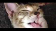 Adorable : ce chaton suce son pouce pendant qu'il fait sa petite sieste !