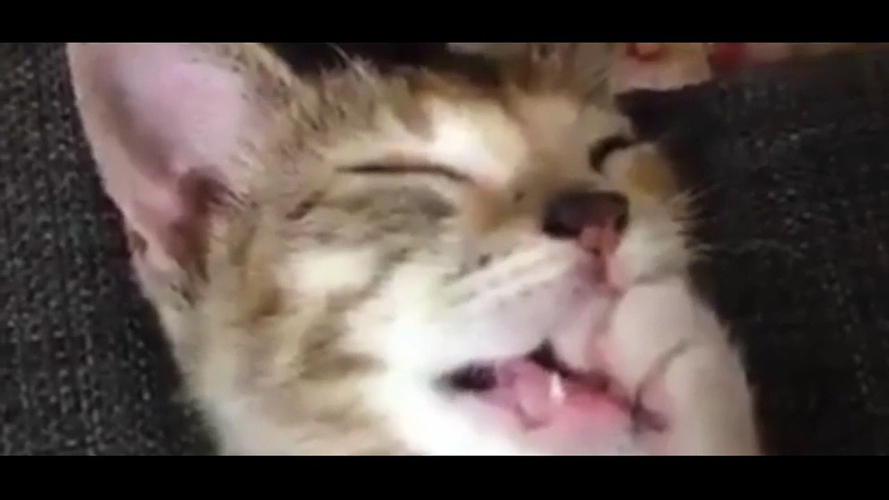 Adorable : ce chaton suce son pouce pendant qu'il fait sa petite sieste !