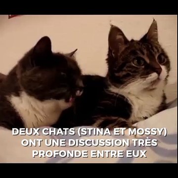 Ces deux chats ont une longue discussion ensemble, c'est à mourir de rire