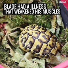 Cette tortue a un fauteuil roulant en lego.