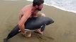Il sauve un bébé dauphin echoué sur la plage