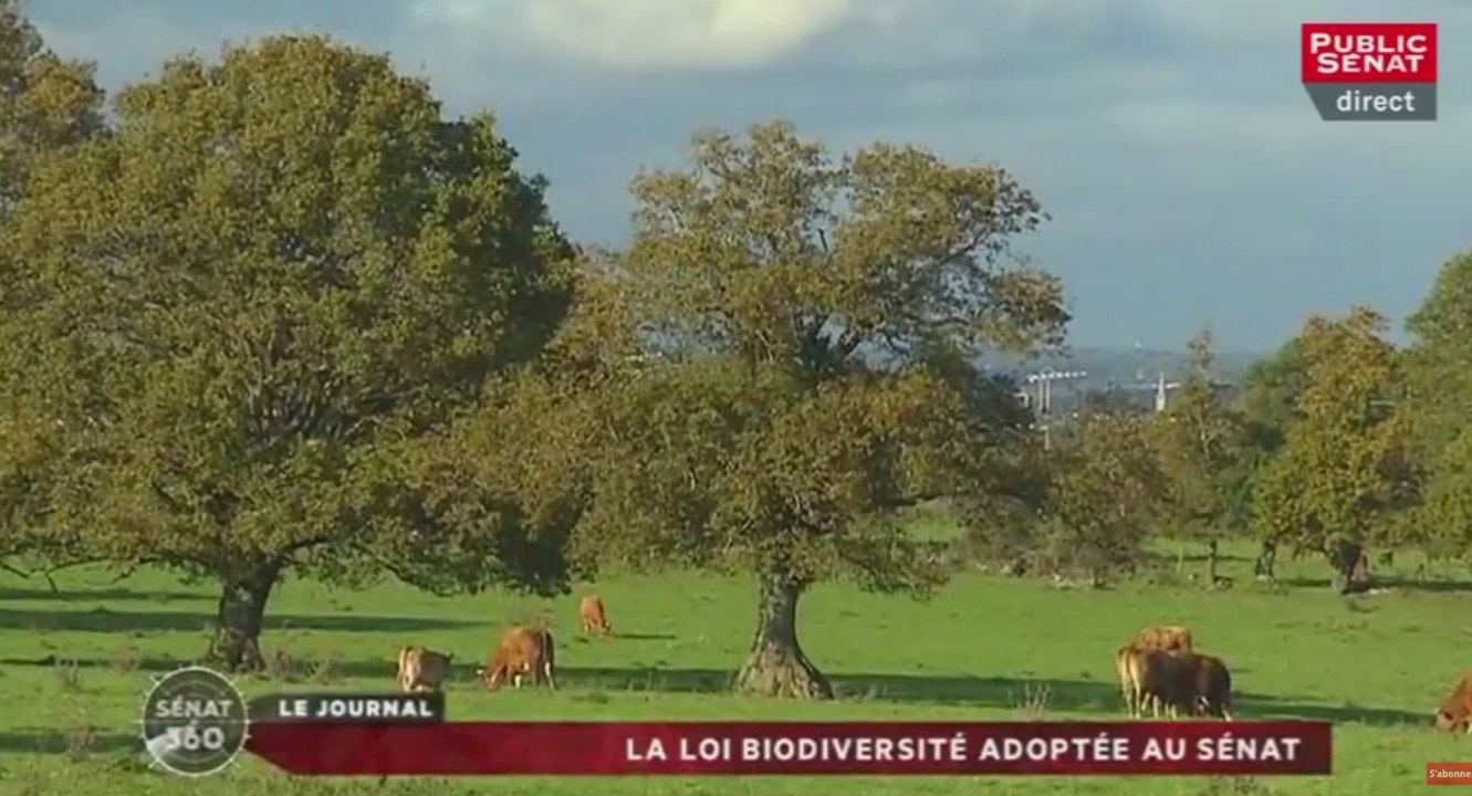 Sénat 360 : Les questions d'actualité au gouvernement / La loi biodiversité adoptée au Sénat / Pour qui marche Emmanuel Macron ? (12/07/2016)