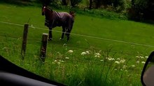 Cavalos fãs de heavy metal são visto a curtir um som da pesada como verdadeiros metaleiros