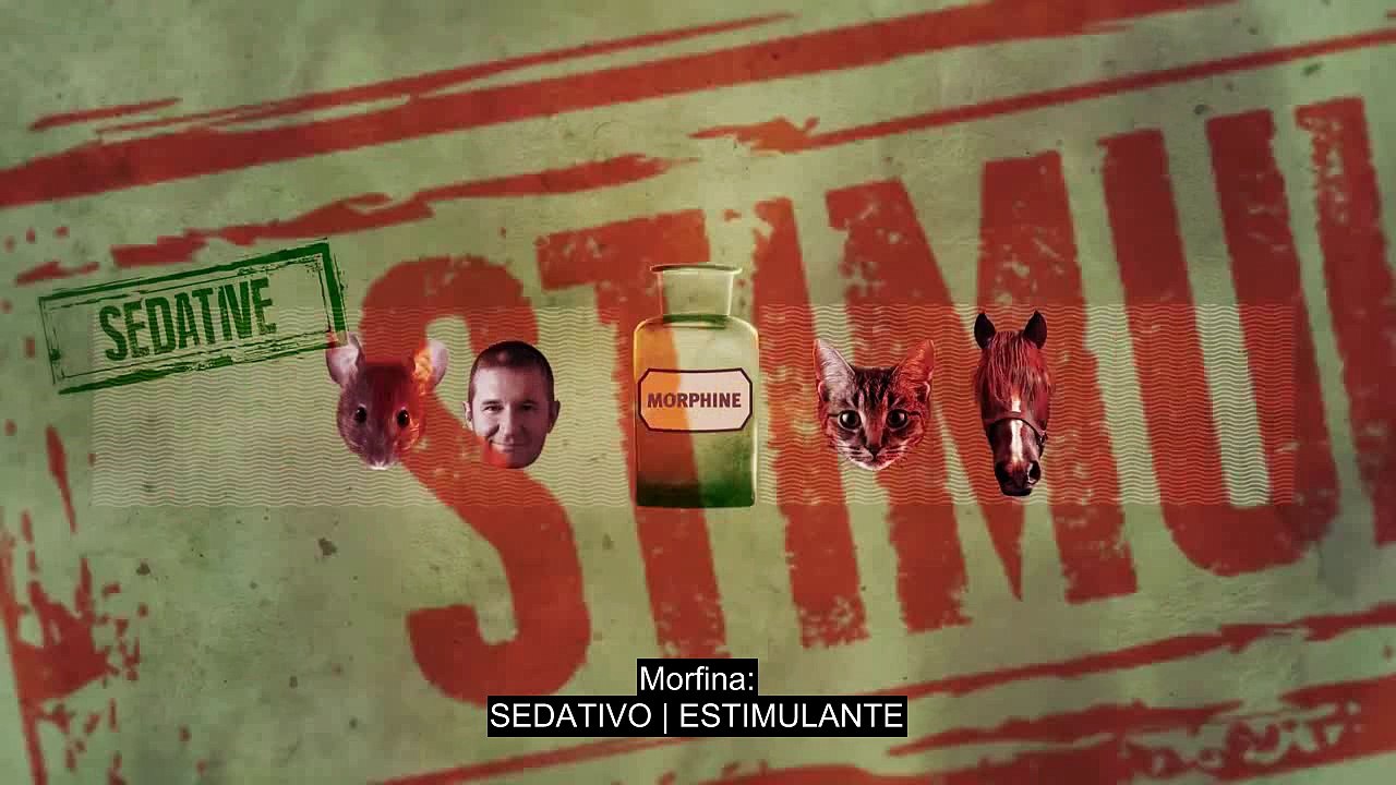 Testes em animais